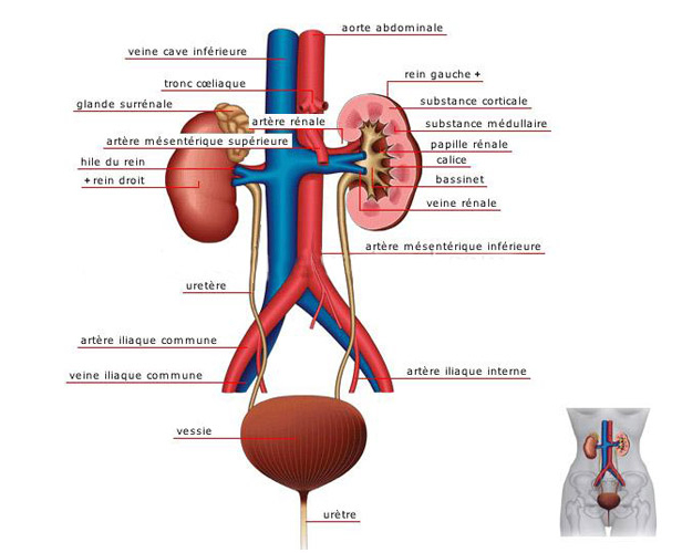 Anatomie du rein : bon à savoir